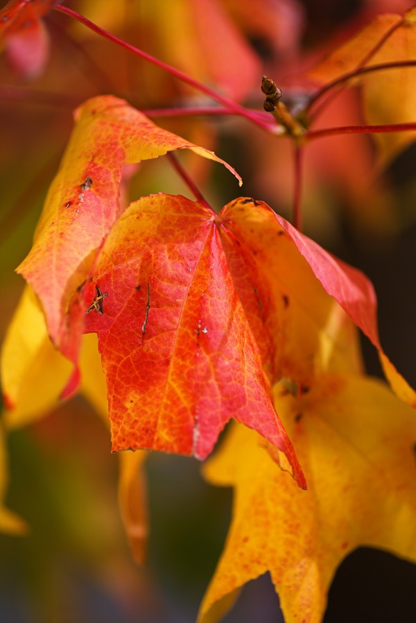 Ageing Autumn Leaves  by Joy Watson